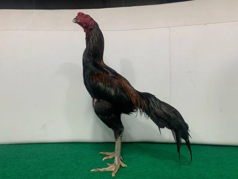 “pasca mabung WIN 1X”BLACKBULL KRATING(MR TELEEK) X BETINA ATHLETE(LOKAL APJ JAWARA)(BERVIDIO) SOLD OUT 