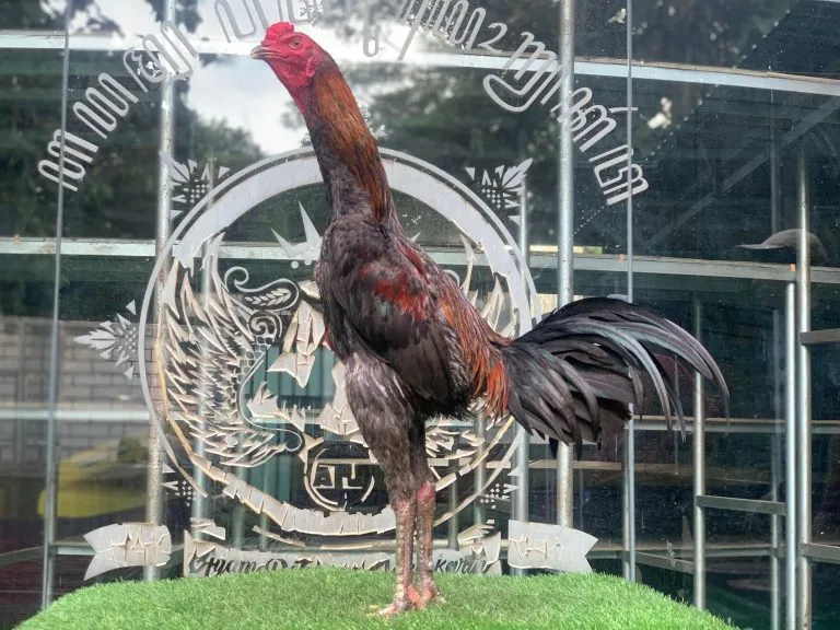 “TURUN BOX”F1 SADAM (OLAN FARM) mix BETINA HERCULES “kuat jadi CHAMPION”(BERVIDIO) SOLD OUT 
