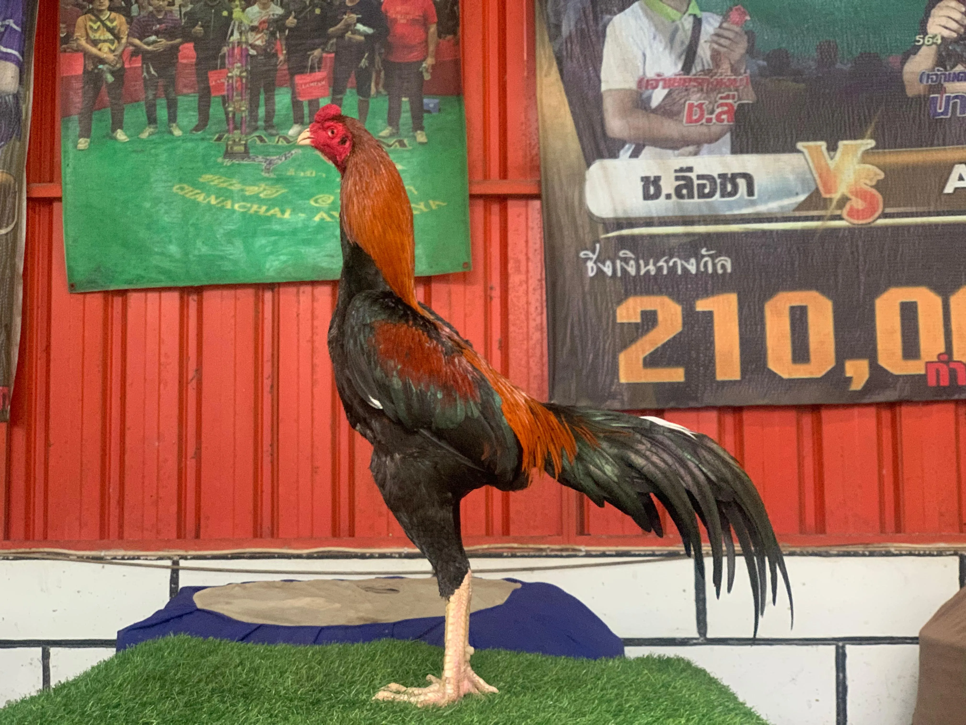 “GARANSI “SUPER VVIP”4X TEST “SI TIGER”BLOODLINE LEGENDA X betina MANEDAENG X RODTANG”tinggal pakai”(BERVIDIO 2X) SOLD OUT 