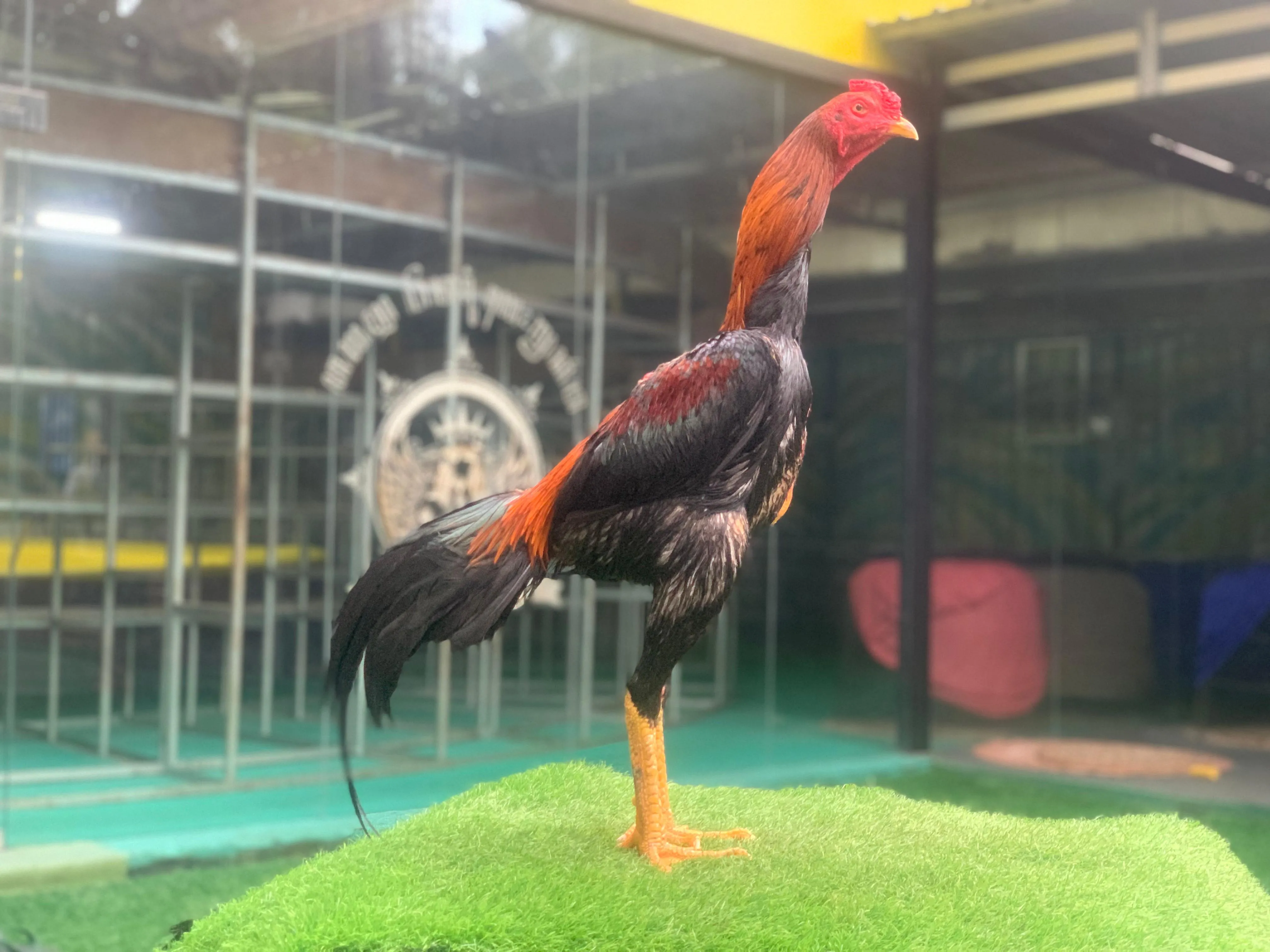 “GARANSI”SUPER VVIP”3X TEST “SI TIGER”PART 03 bloodline LEGENDA X BETINA MANEDAENG mix ROD TANG”PUKULAN K.O(BERVIDIO 2X) SOLD OUT 
