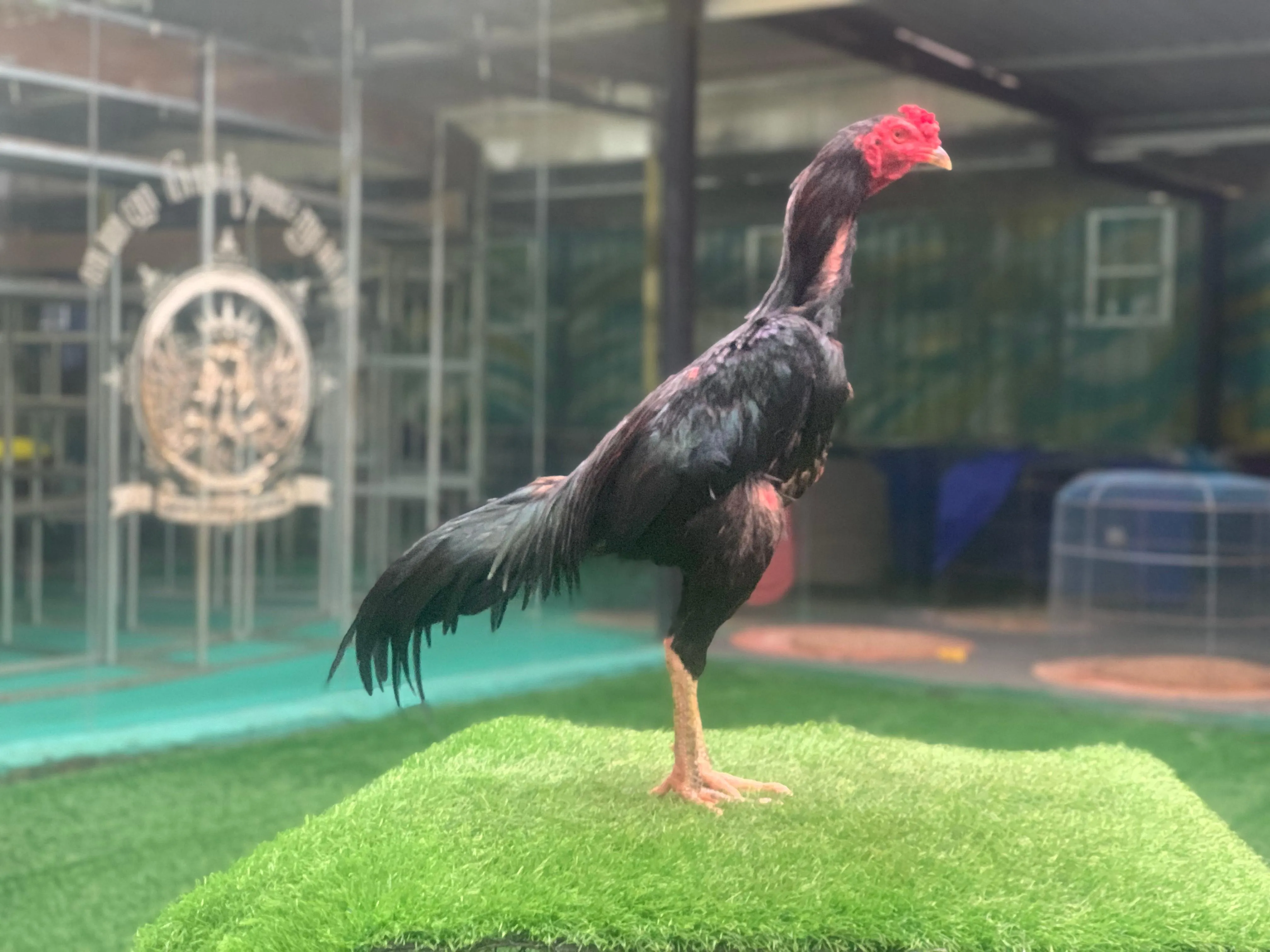 2X TEST “ATHENA” BLOODLINE BLACKBULL KRATING (MR TELEEK PRANBURI FARM)X JAGUAR brakot pukulnya perusak(BERVIDIO) SOLD OUT 