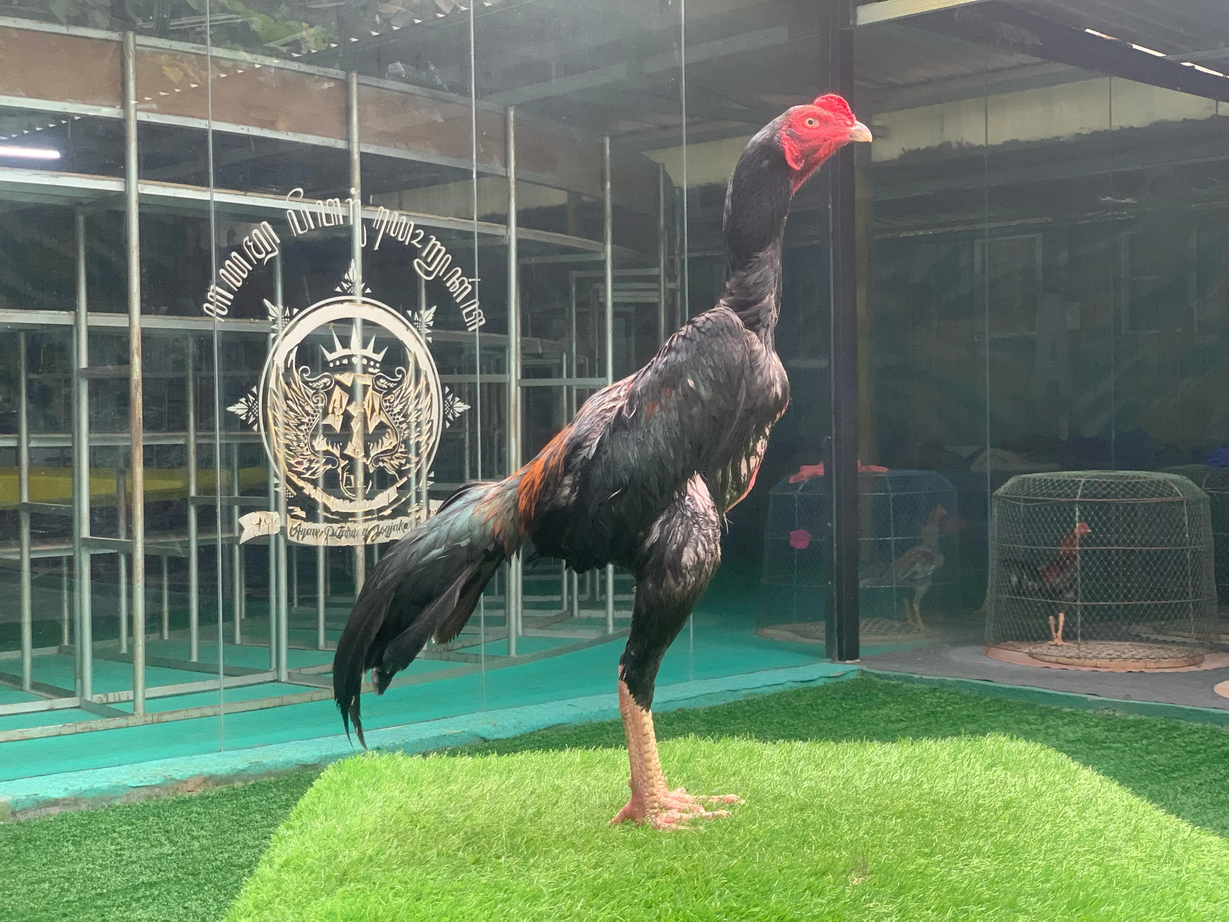 COLLECTION SUPER VVIP sdh 3x test ” HELIOS”BLOODLINE BLACKBULL KRATING (PRANBURI FARM)MR TELEEK mix BLACKBULL RONIN ( SAMEAW FARM) MR MANOPH(BERVIDIO) SOLD OUT