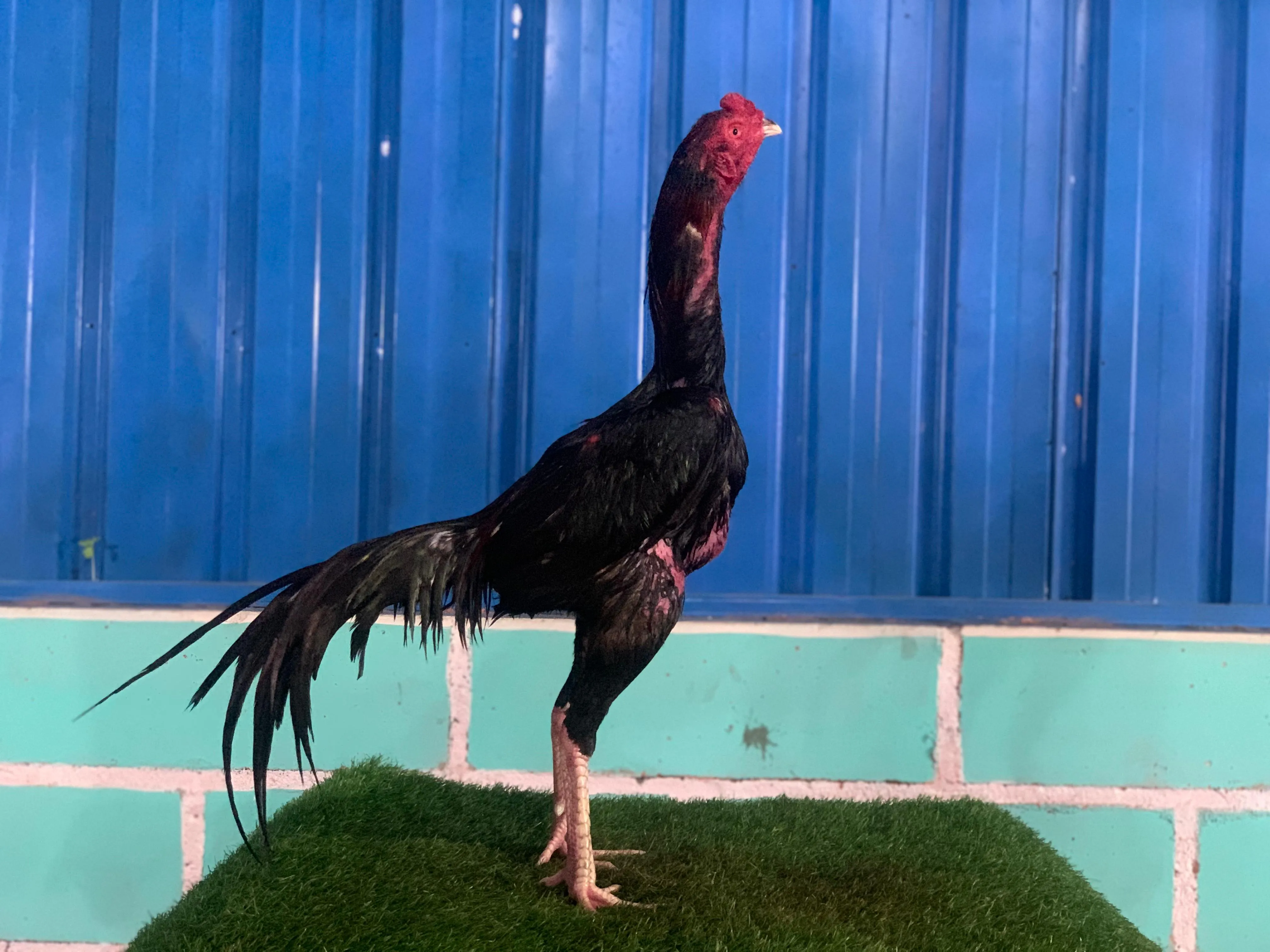 COLLECTION SUPER VVIP SUDAH LOT TEST “HELIOS SENIOR 02″BLOODLINE BLACKBULL KRATING (PRANBURI FARM)MR TELEEK mix BLACKBULL RONIN(SAMEAW FARM)MR MANOPH(BERVIDIO) SOLD OUT 