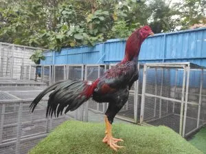 3X TEST ABAR TIPIS2 “SUPER COLECTION”lock brakot brutal”DRACO 04 SENIOR”BLOODLINE BLACKBULL KRATING mix ANJING GILA X BETINA JAGUAR(BERVIDIO) SOLD OUT