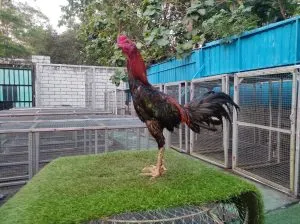 4X TEST tinggal lanjut “SUPER JALU SUPER BRAKOT”MANEDAENG X MENIT 03″persiapan gak lama(BERVIDIO) SOLD OUT 