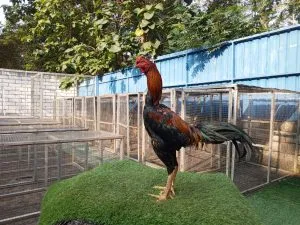 2X TEST”BIG SIZE”3,2KG UP istimewa “TIGER 09″BLOODLINE LEGENDA X BETINA MANEDAENG mix RODTANG “buat pro”(BERVIDIO) SOLD OUT 