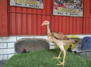 5 BULAN SUPER BRAKOT F1 RED JAPAN MR SAMAN SANDANG X MACHINE”pakai buat breeding”(BERVIDIO) SOLD OUT 