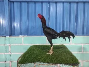 COLLECTION SUPER VVIP”HELIOS 08″BLOODLINE BLACKBULL KRATING (MR TELEEK PRANBURI FARM) X BETINA BLACKBULL RONIN (SAMEAW FARM MR MANOPH PHOTENG)(BERVIDIO) SOLD OUT 
