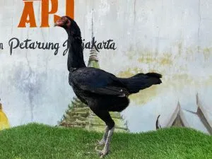 “BATU RANTAI TEMBUS”BETINA SI DRACO BARENGAN DRACO 01 2X PRODUKSI BLOODLINE ANJING GILA X JAGUAR(BERVIDIO) SOLD OUT 