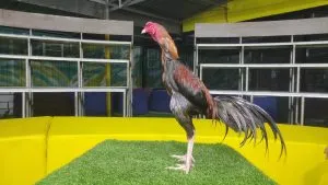 Ayam Aduan