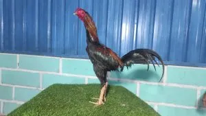 3X TEST “KHUSUS BUAT PRO”SI JOKER 02” BK SELATAN SI PAKU X BETINA SI RAJA TIKUS(BERVIDIO) SOLD OUT 