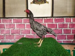 “BETINA SADAM F1″BK PHANAT 2X PRODUKSI NO MINUS pukulanya sadis,SIAP BUAT TABUNGAN DI FARM JURAGAN(BERVDIO) SOLD OUT 