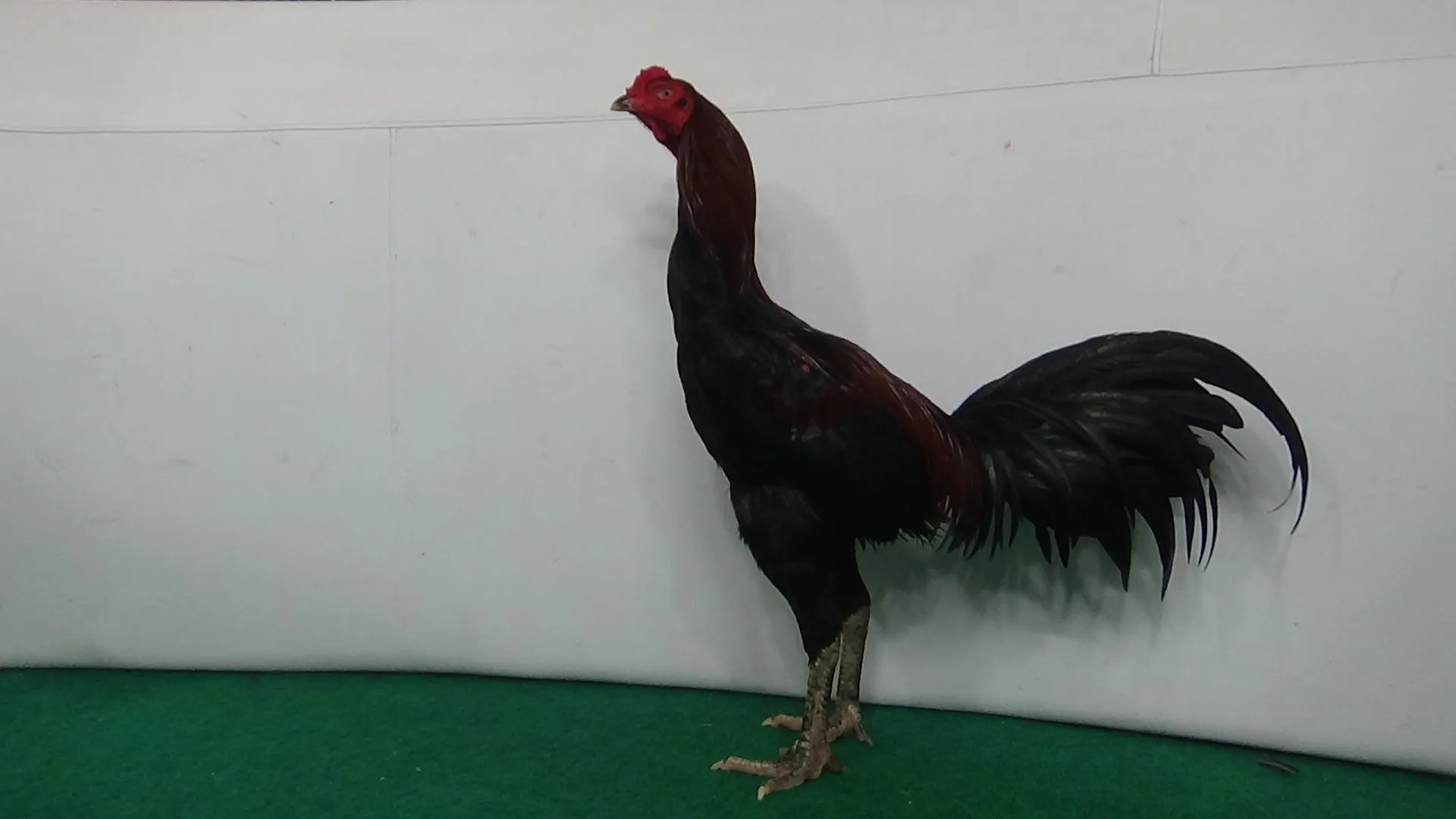 3X TEST “WISANGGENI 010″super lok dan pukulan merusak lawan BLOODLINE GERBONG MAUT X BETINA HONGDAM(BLACK SWAN MR NIRUT)(BERVIDIO) SOLD OUT 