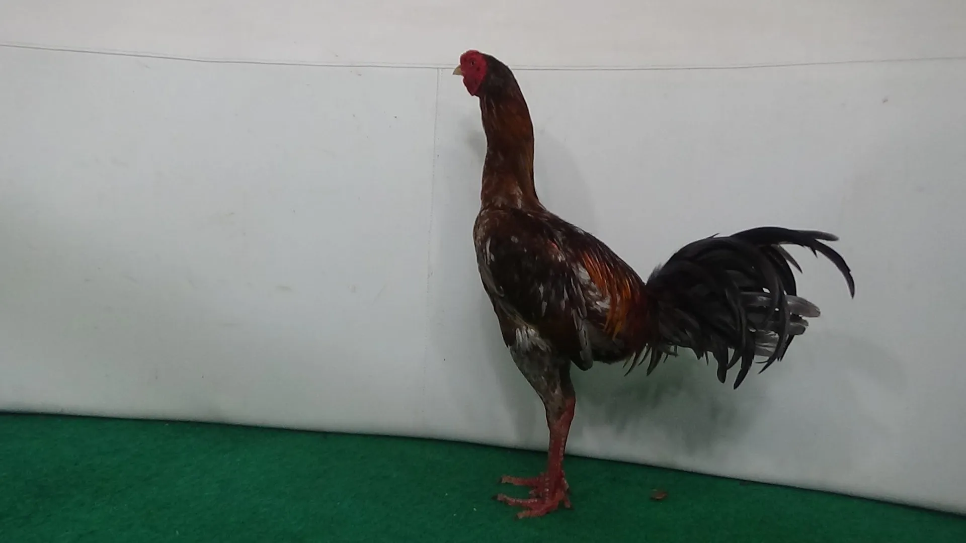 2X TEST anti lock dan ayam tekhnik F1 YOOKERE KOWSEM GO FARM X BETINA “MAHANAKHON”ALADIN FARM (BERVIDIO) SOLD OUT 