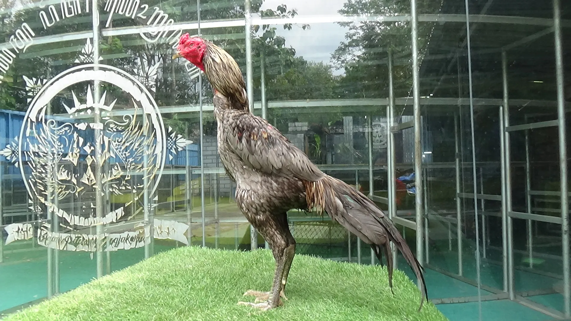 “TURUN BOX”SUPER SONIC X GARUDA “khusus ayam pro”DAYA RUSAKNYA ISTIMEWA (BERVIDIO) SOLD OUT 